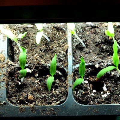 early girl tomato seedlings
