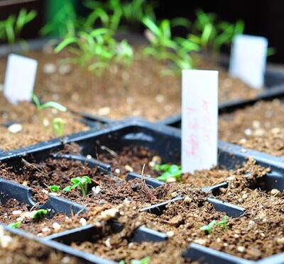Basil and dill seedlings basking under the grow lights