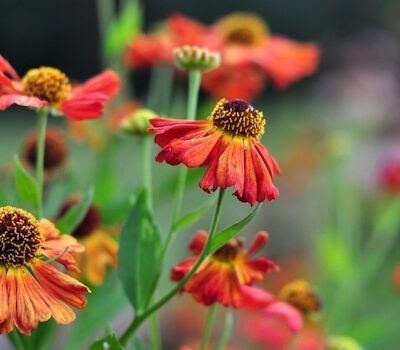helenium 'mardi gras'