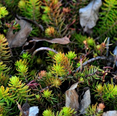 sedum angelina 2