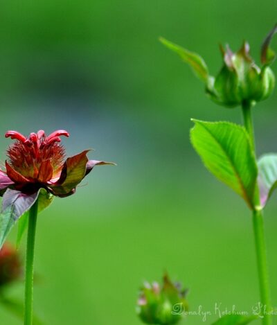 Jacob Cline Monarda
