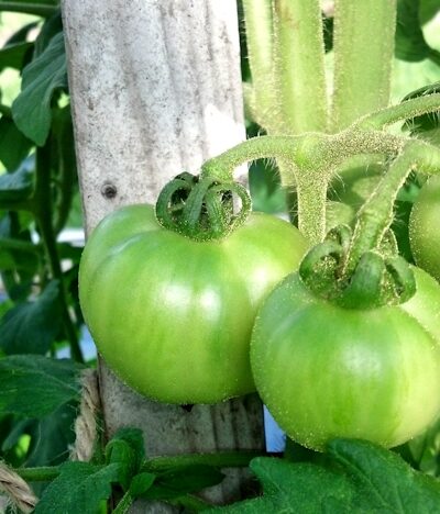 tiny tomatoes