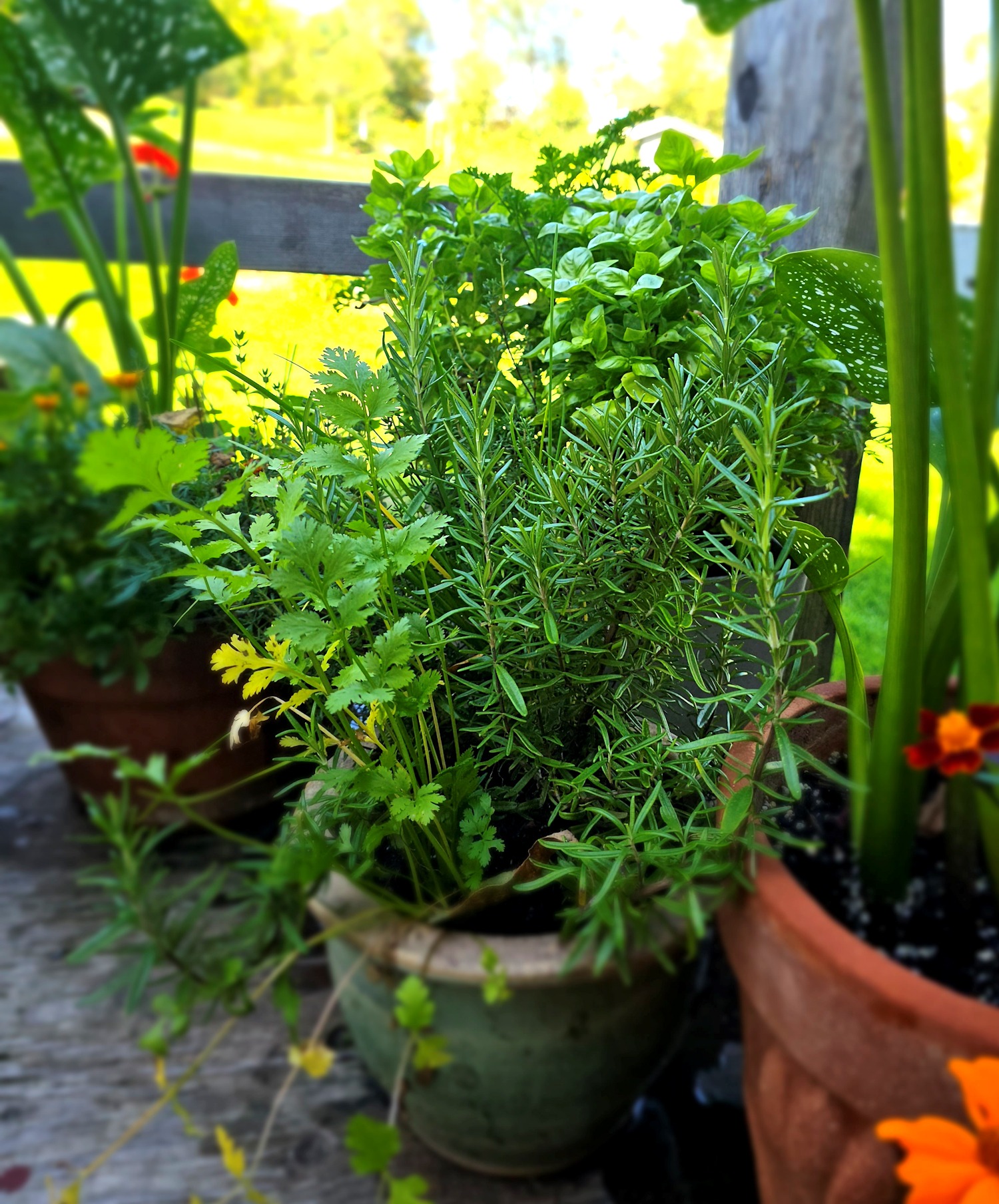 pots of herbs on the front porch