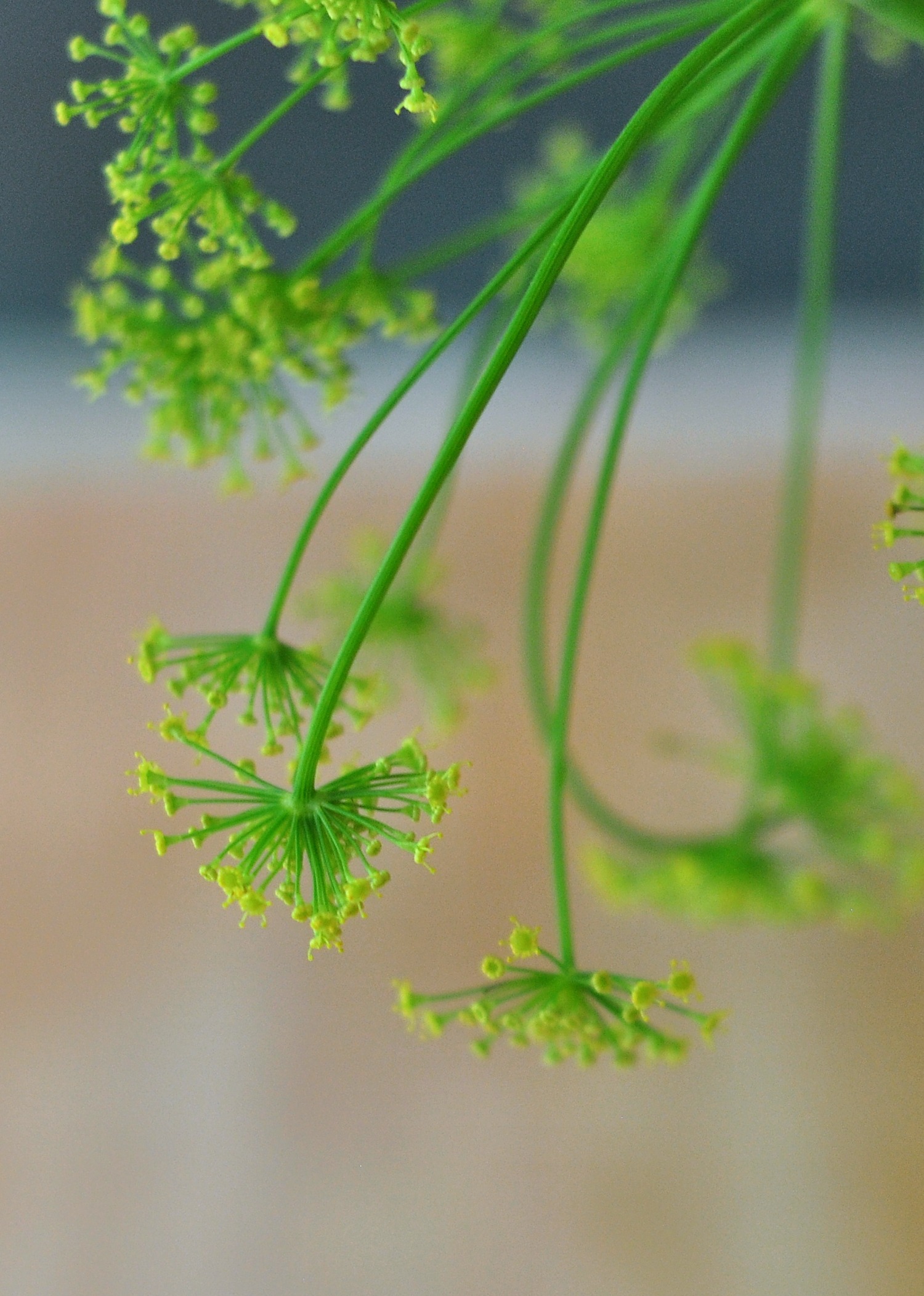 dill