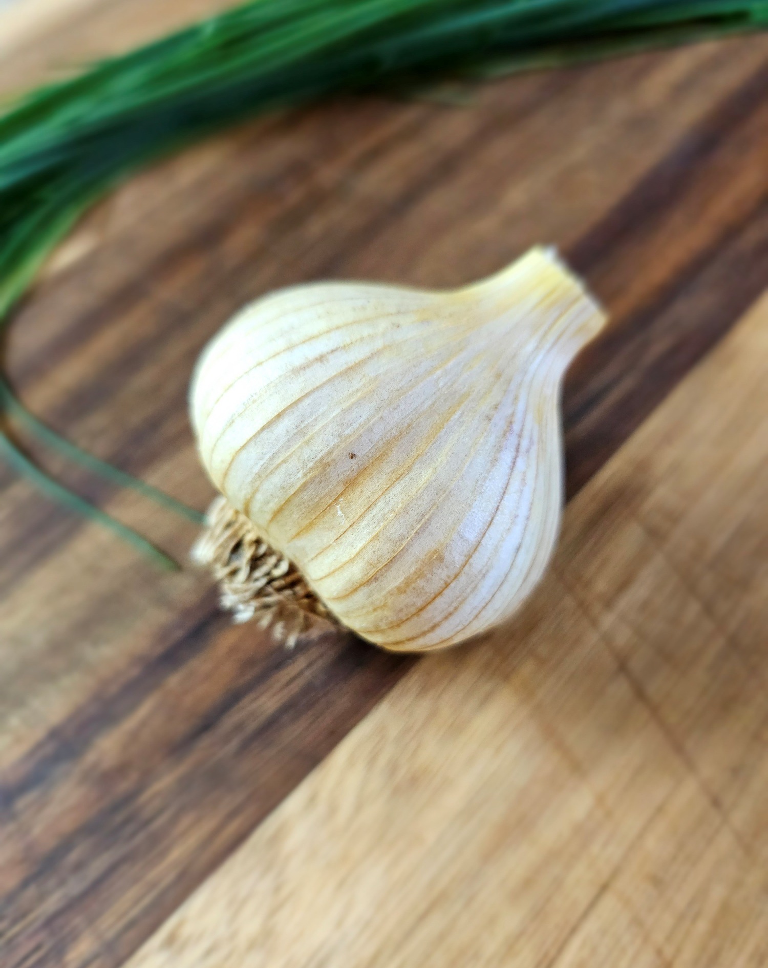 garlic