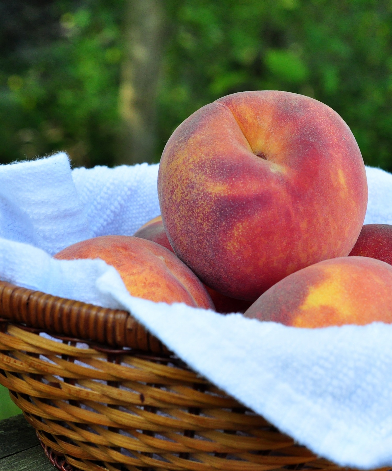 fresh peaches