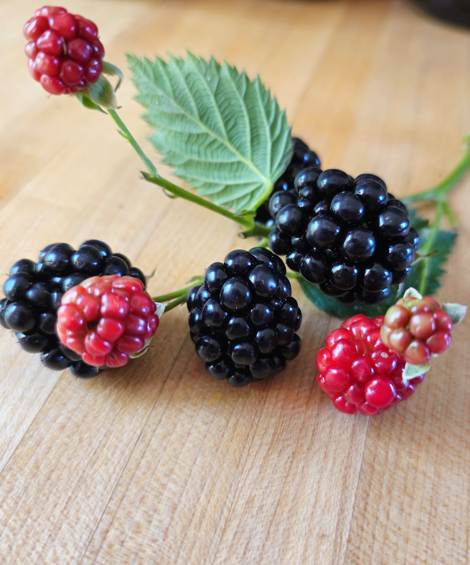 blackberries