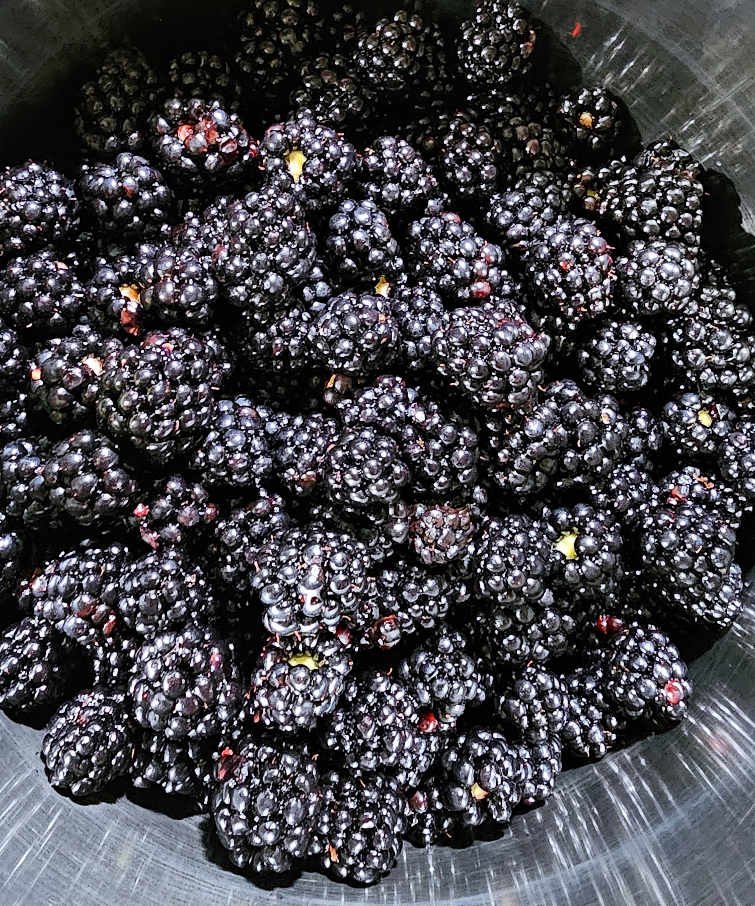fresh blackberries in the pan