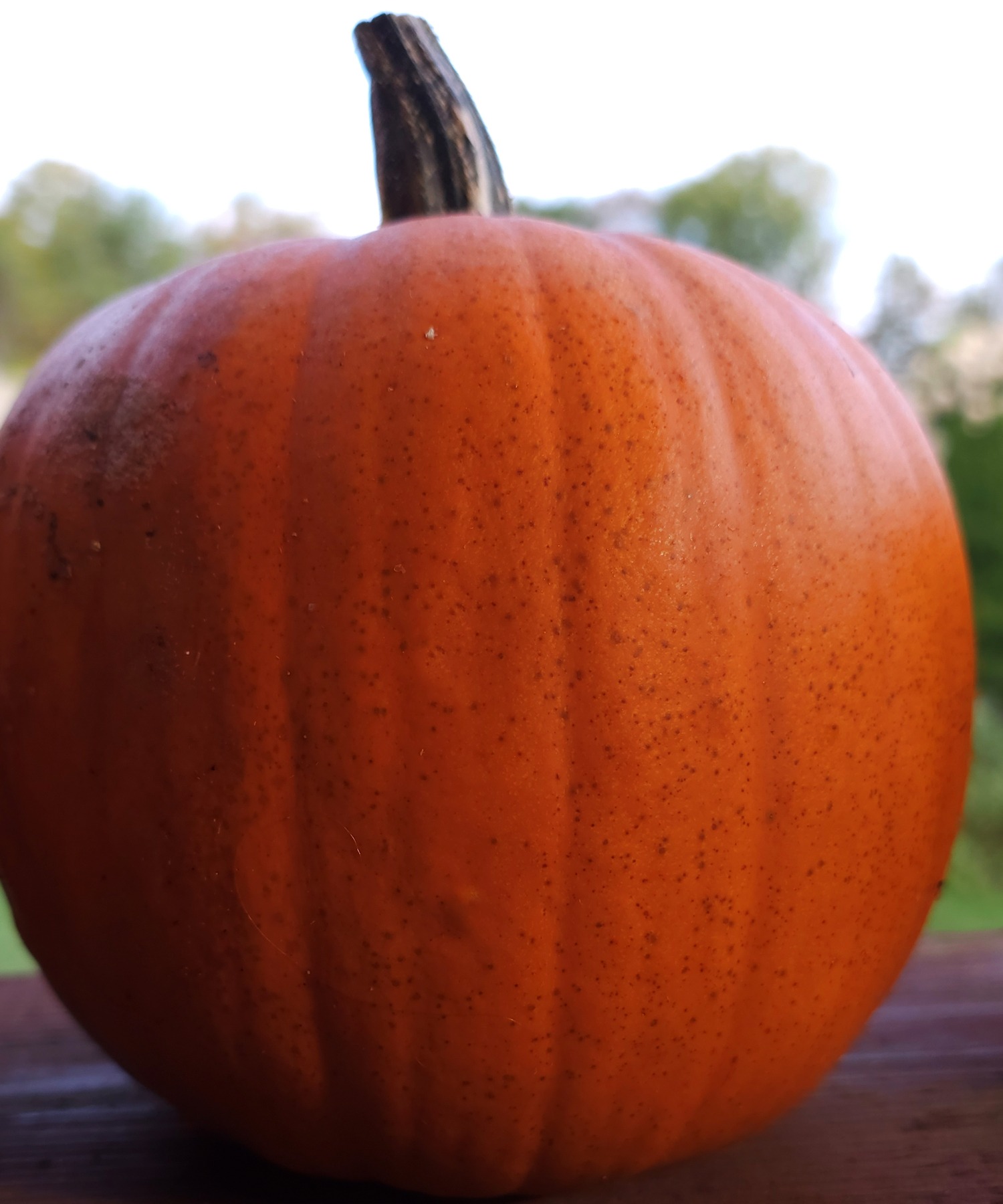ripe pumpkin